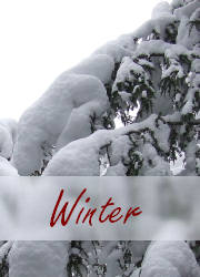 Winter Photo Gallery